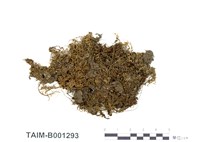 藏品(側枝提燈苔)的圖片